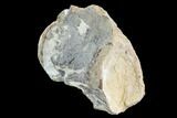 Mosasaur (Platecarpus) Dorsal Vertebra - Kansas #91056-1